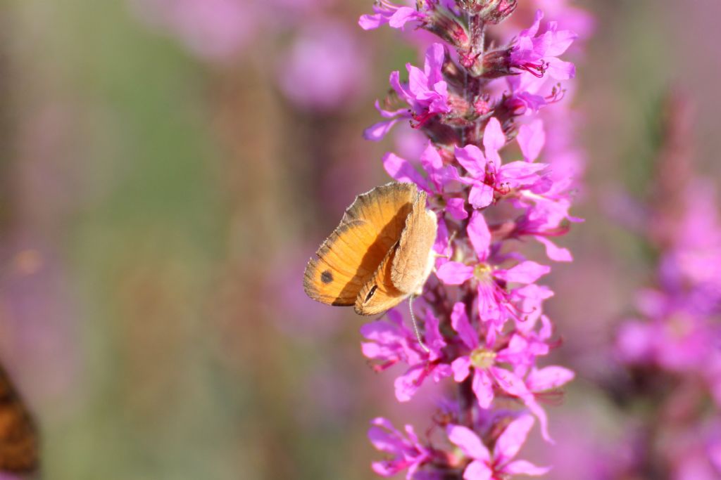 Farfalla ....? Coenonympha pamphilus